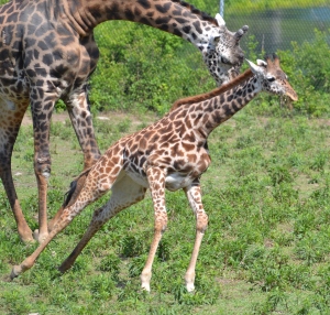 giraffe-run-1-2012