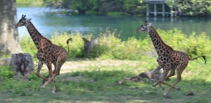 giraffe-run-2-2013